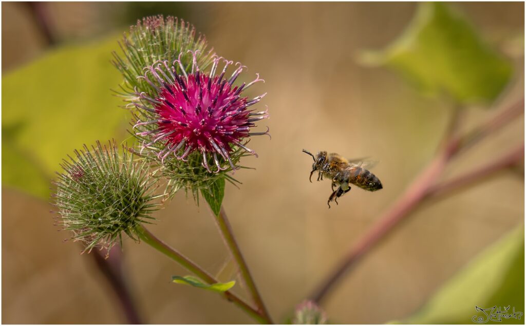 Honigbiene fliegt auf eine violett blühende Klette zu