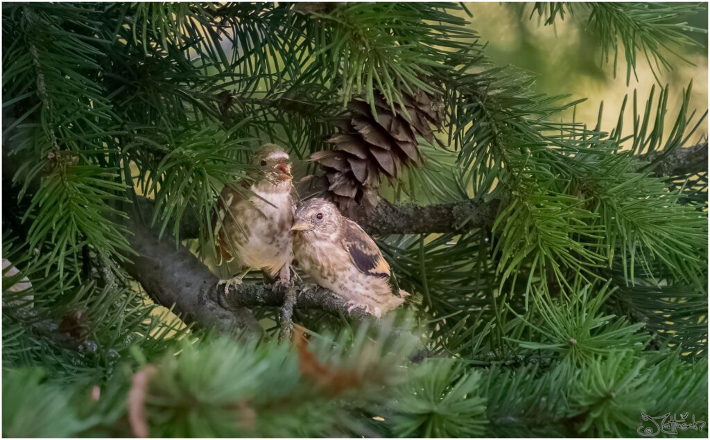 zwei junge beige Stieglitze mit sich herausbildenden schwarzen und gelben Flügelstreifen sitzten in einer Douglasie