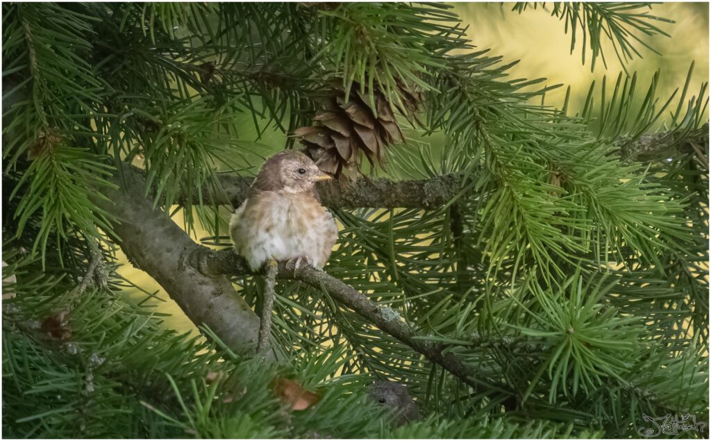 Junger beiger Stieglitz mit sich herausbildenden schwarzen und gelben Flügelstreifen sitzt in einer Douglasie