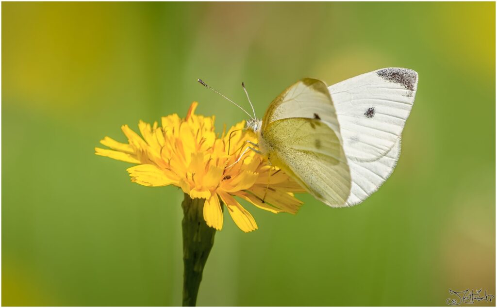 Kleiner weißer Schmetterling mit schwarzen Punkten sitzt auf einer gelben Blüte