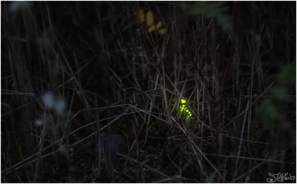 Leuchtkäfer: kleiner grün-gelblich leuchtender Käfer auf Wiese bei Nacht
