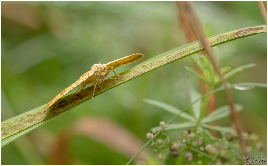 kleiner ockerfarbener gemusterter Schmetterling sitzt auf einem Grashalm