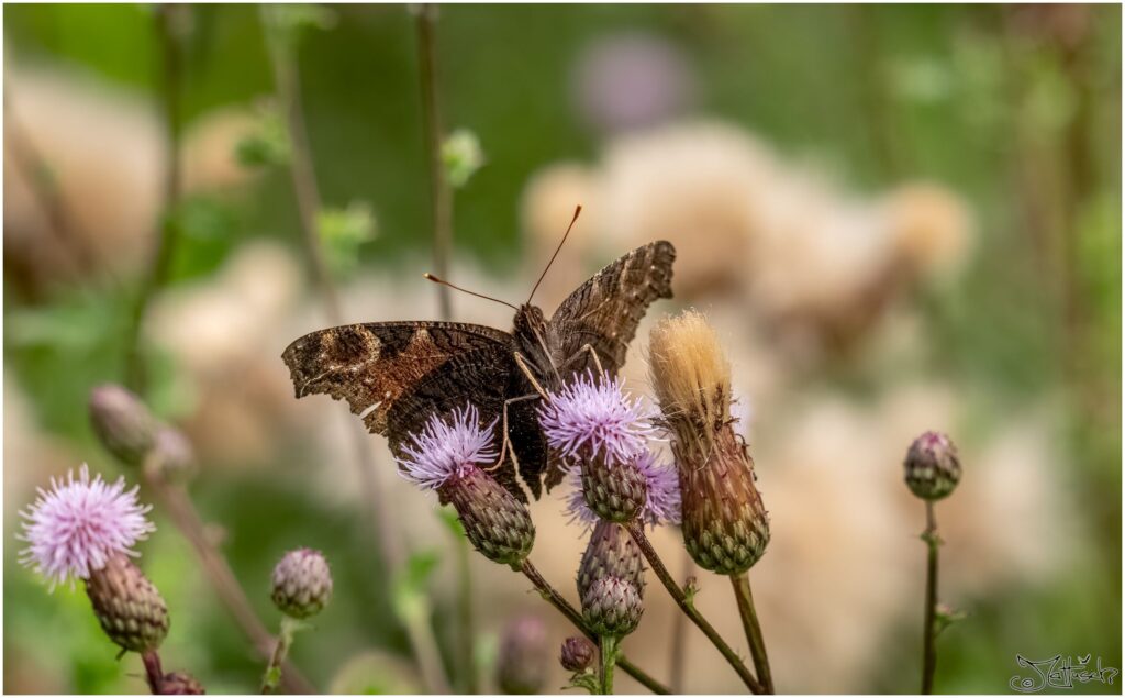 Roter Schmetterling mit augenartigem Muster sitzt auf einer hellvioletten Blüte