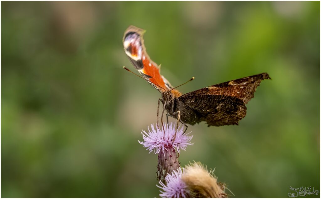 Roter Schmetterling mit augenartigem Muster sitzt auf einer hellvioletten Blüte