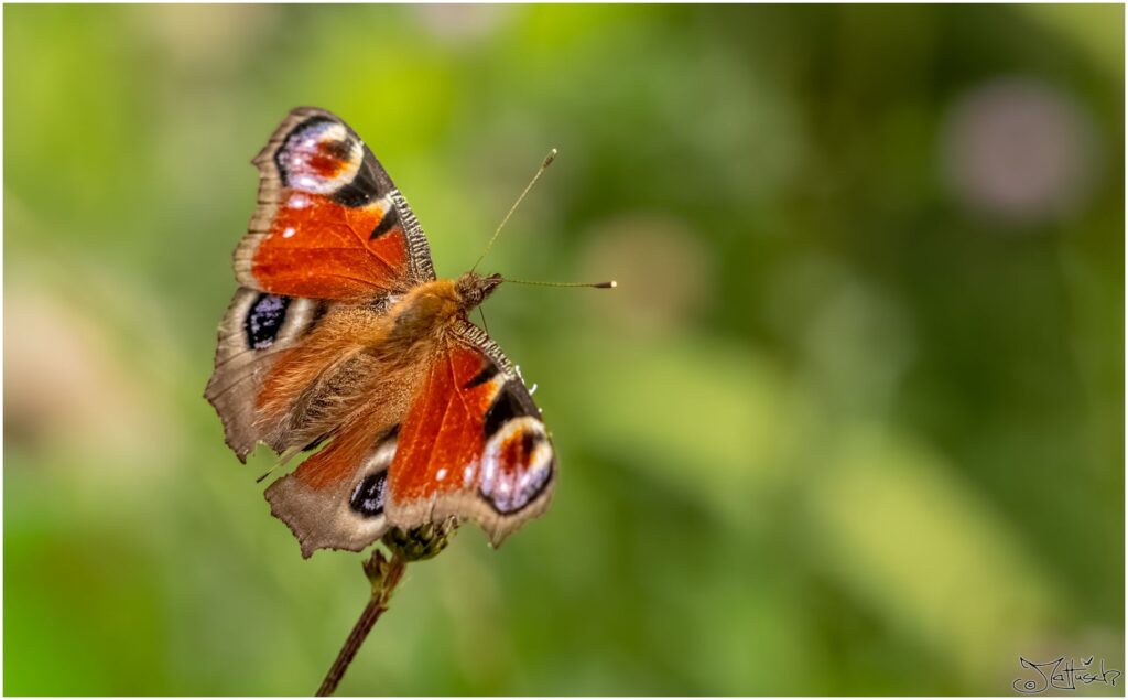 Roter Schmetterling mit augenartigem Muster sitzt auf einer hellvioletten Blüte