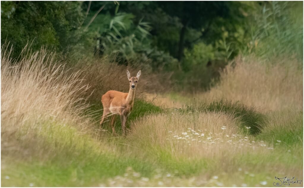 Reh auf einem Feldweg