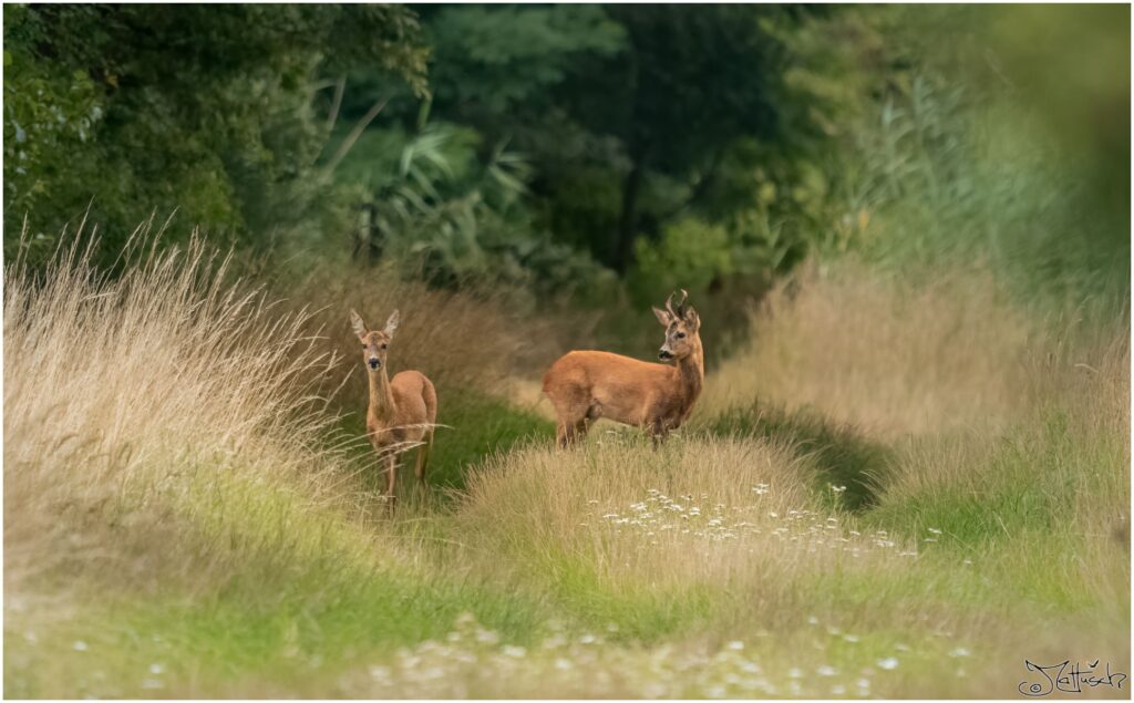 Reh und Rehbock auf einem Feldweg
