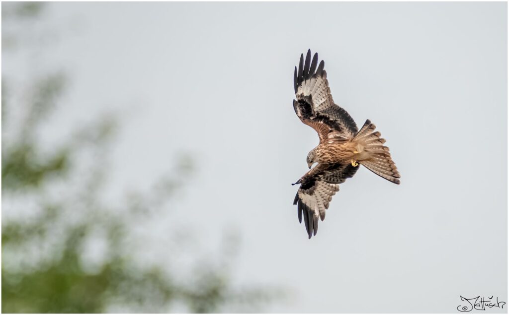 großer rotbraun-schwarzer Vogel steht in der Luft und dreht sich zum Sturzflug