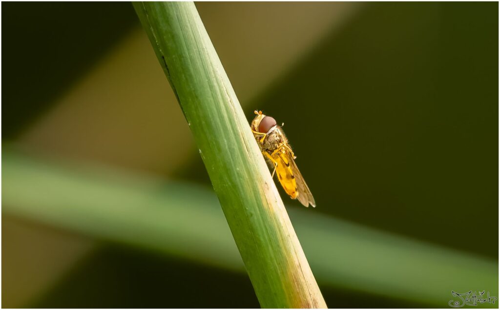 kleine gelb-schwarz gestreifte Fliege sitzt auf einem Schilfhalm