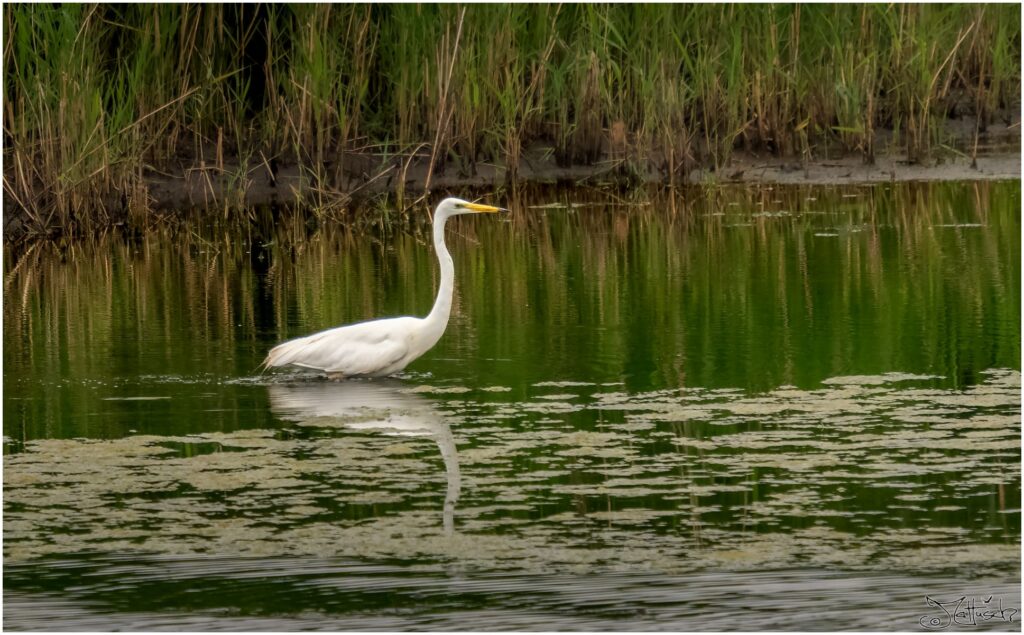 Großer weißer Vogel watet durch einen Teich