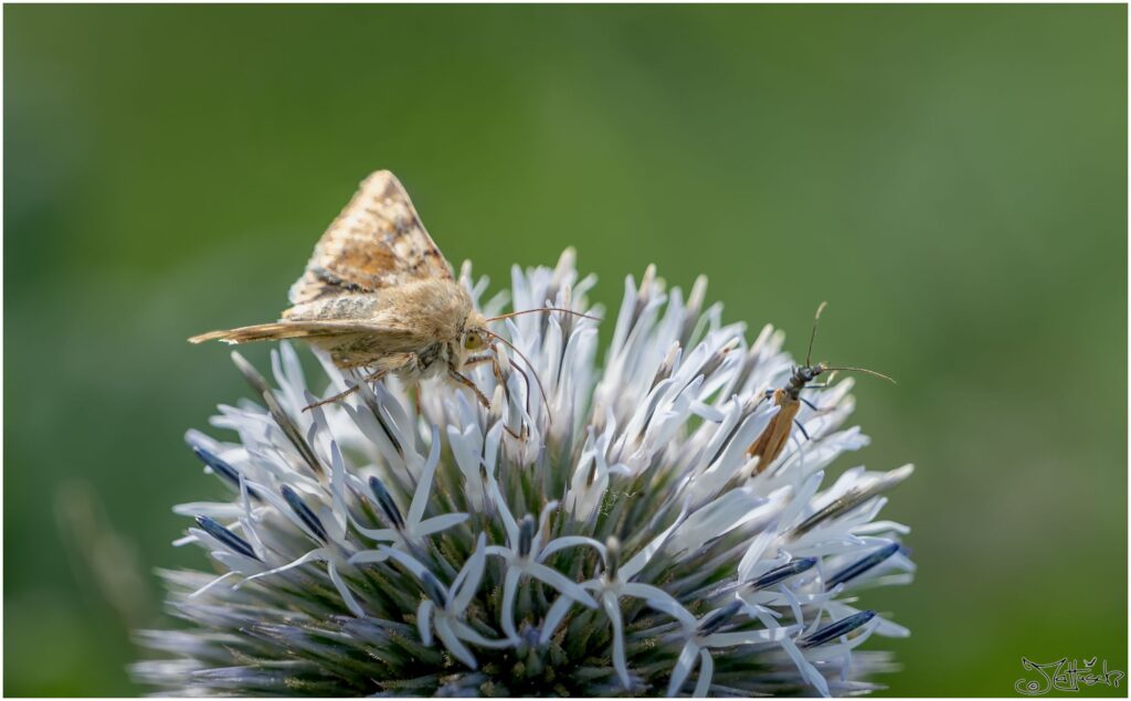 kleiner beiger Schmetterling sitzt auf einer Kugeldistel