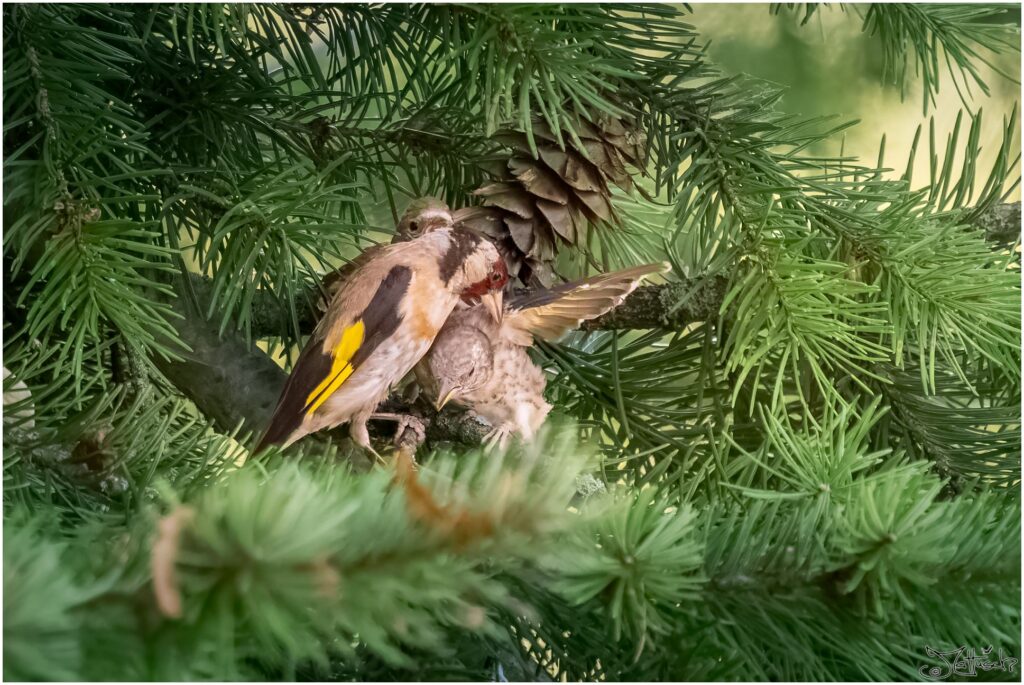 Beige-schwarzer Vogel mit rotem Kopf und gelbem Flügelstreifen sitzt mit zwei Jungvögeln in einer Douglasie