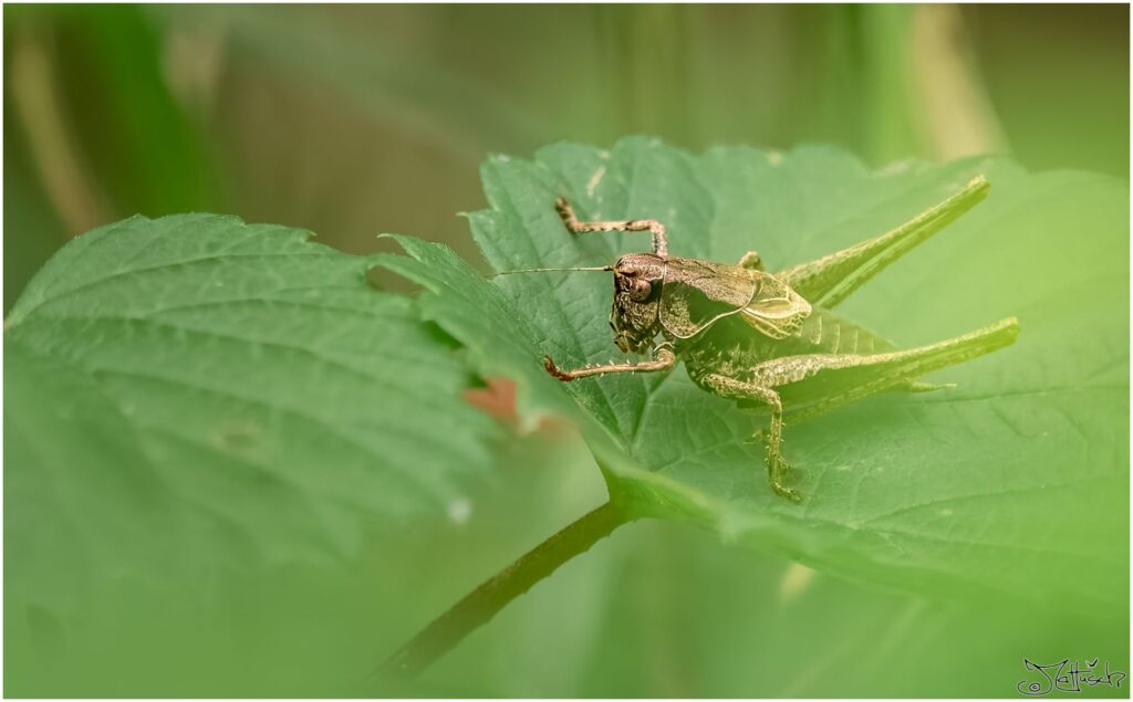 Strauchschrecke auf einem Blatt