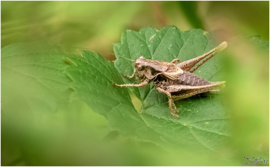Strauchschrecke auf einem Blatt