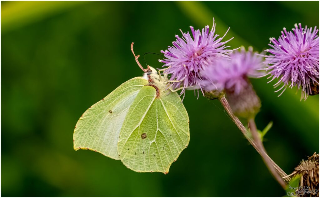 kleiner gelb-grüner Schmetterling sitzt auf einer violetten Blüte