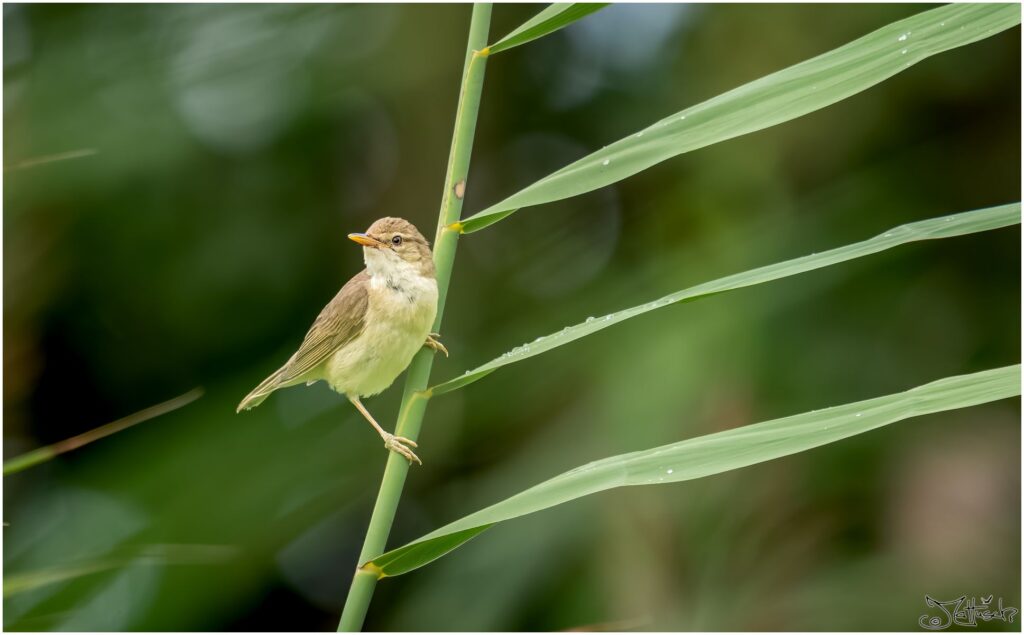 kleiner bräunlicher Vogel mit fast weißem Bauch sitzt auf einem Schilfhalm