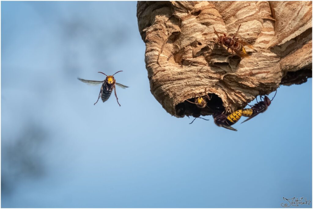 Hornissen an ihrem Nest. Eine Hornisse fliegt und schaut Richtung Kamera.