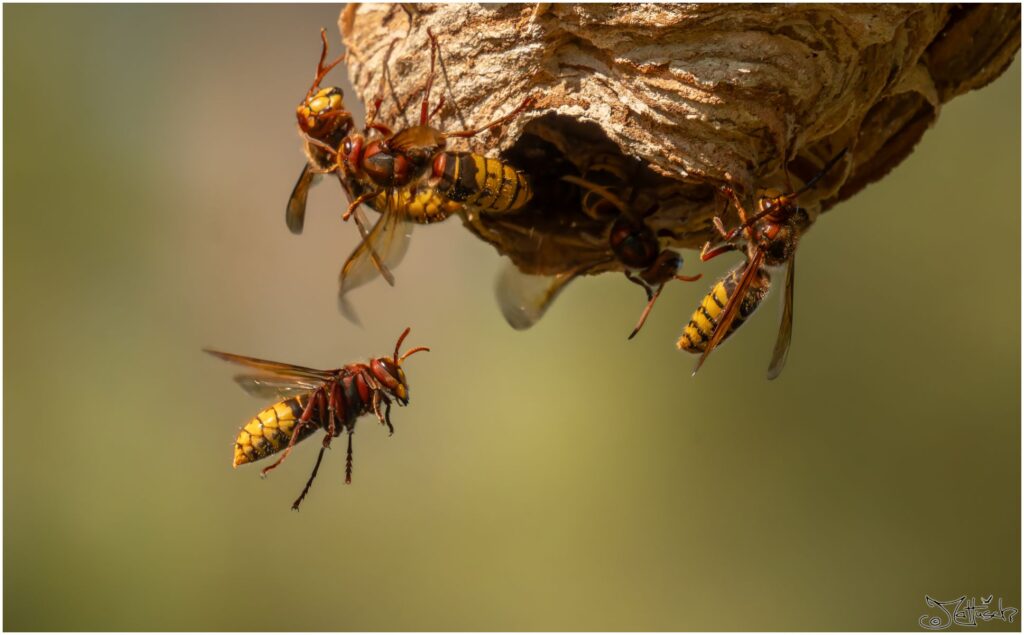 Hornissen an ihrem Nest. Eine Hornisse fliegt von unten Richtung Eingang.