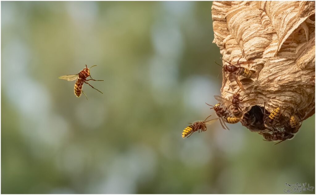 Hornissen an ihrem Nest. Zwei Hornissen fliegen in Richtung zu Hause.