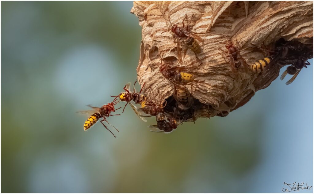 Hornissen an ihrem Nest. Eine Hornisse fliegt Richtung Eingang und wird von einer anderen Hornisse begrüßt.