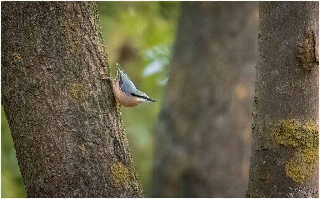 Kleiber. Kleiner blaugrau-orangener Vogel mit schwarzer Augenbinde sitzt an einem Baumstamm und reckt sich nach vorn.