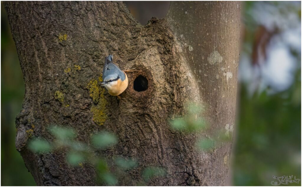 Kleiber. Kleiner blaugrau-orangener Vogel mit schwarzer Augenbinde sitzt neben einem Astloch an einem Baumstamm.
