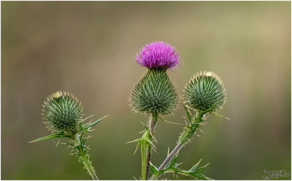 Distel mit violetter Blüte auf Wiese.