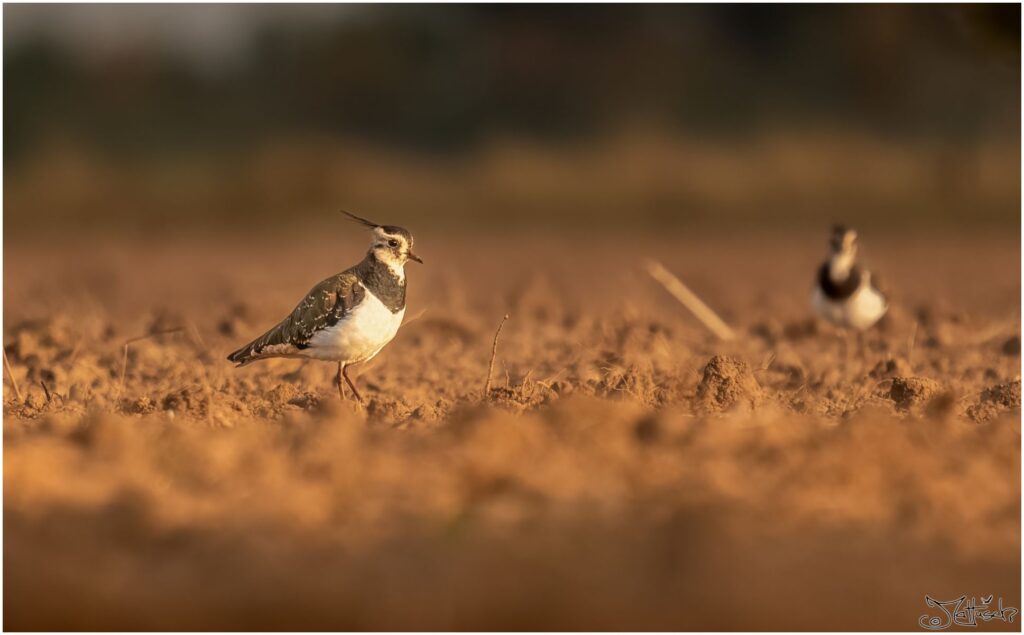 Kiebitz. Braun-grün weißer Vogel mit nach hinten abstehenden Kofpfedern läuft am frühen Morgen über ein abgeerntetes Feld.
