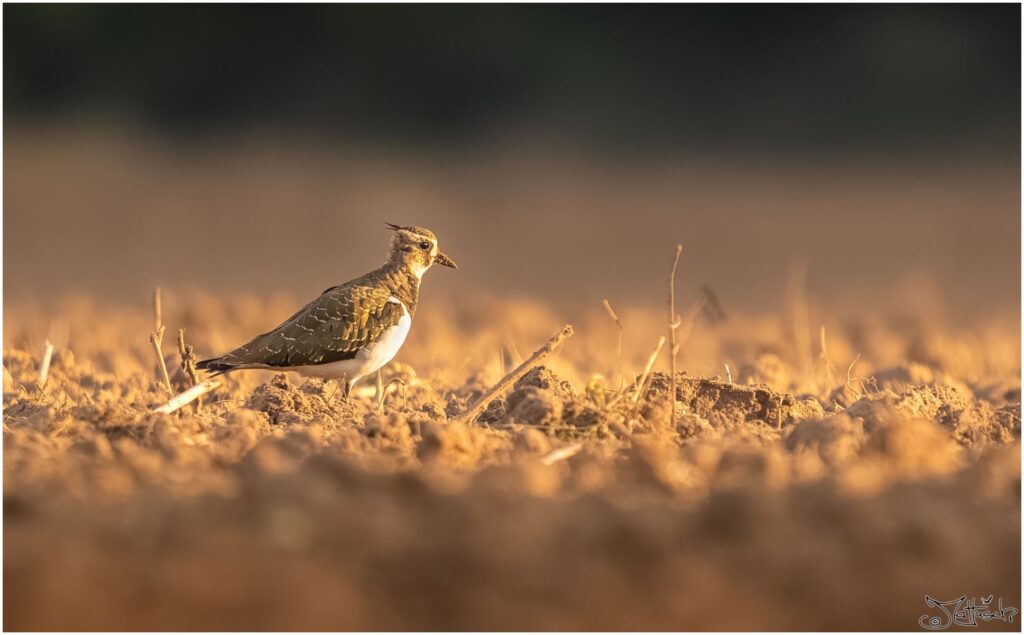 Kiebitz. Braun-grün weißer Vogel mit nach hinten abstehenden Kofpfedern läuft am frühen Morgen über ein abgeerntetes Feld.