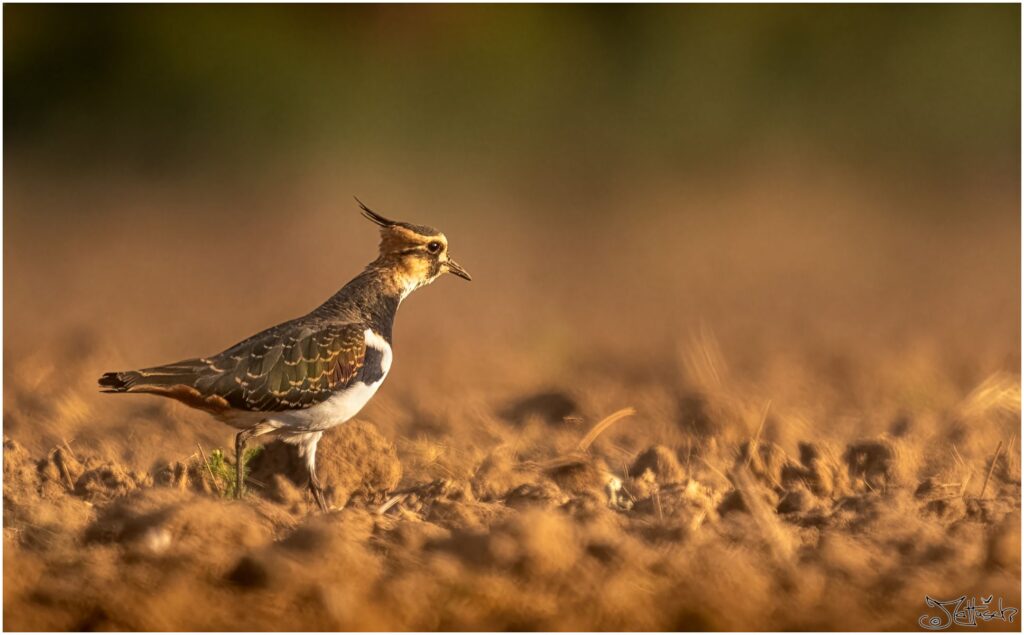 Kiebitz. Braun-grün weißer Vogel mit nach hinten abstehenden Kofpfedern läuft am frühen Morgen über ein abgeerntetes Feld.