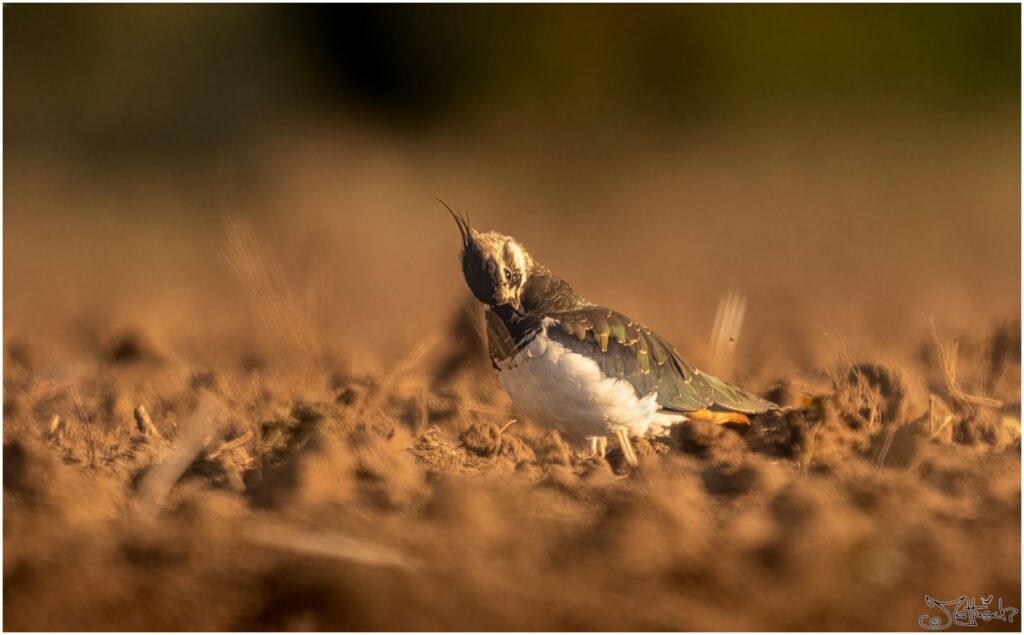 Kiebitz. Braun-grün weißer Vogel mit nach hinten abstehenden Kofpfedern putzt sich am frühen Morgen auf einem abgeernteten Feld.