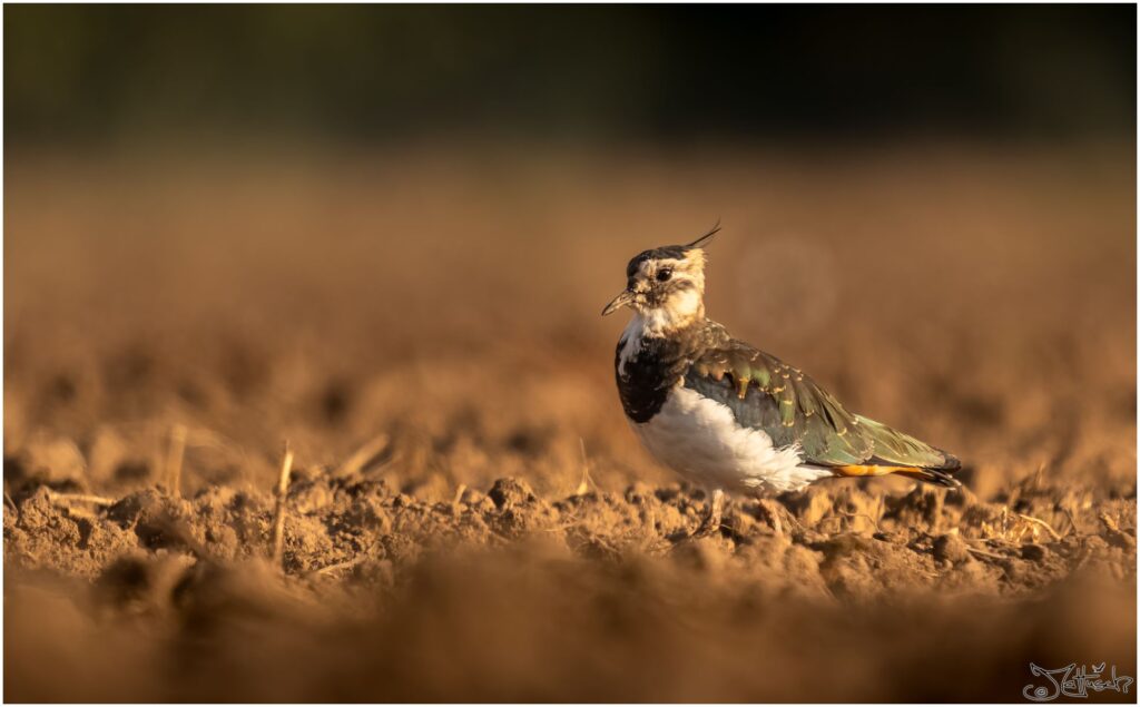 Kiebitz. Braun-grün weißer Vogel mit nach hinten abstehenden Kofpfedern läuft am frühen Morgen über ein abgeerntetes Feld.