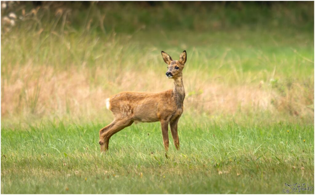 Ein junges Reh steht auf einer Wiese und schaut sich um. Im Fell hat es noch weiße Punkte.