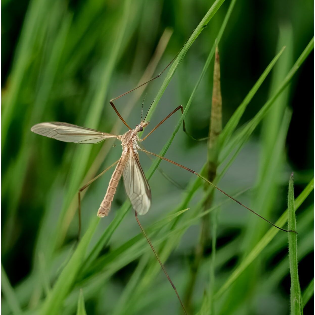 Wiesenschnake ruht auf einer Wiese. Ihre langen Beine halten sich an verschiedenen Grashalmen fest.