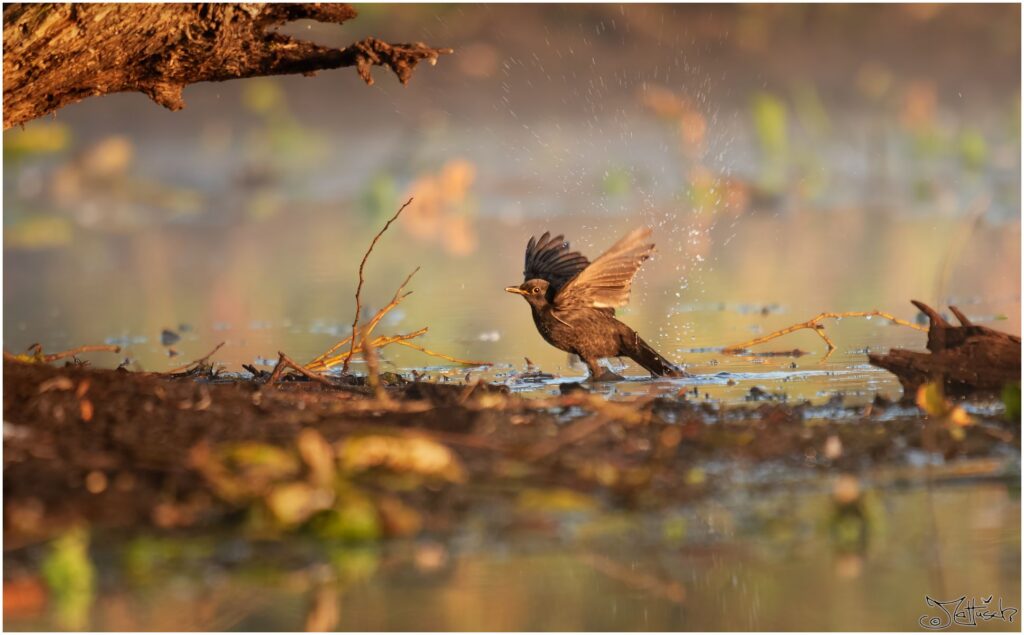 Eine Amsel badet in einem Teich am Morgen