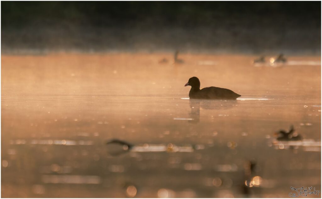 Blässhuhn. Schwarzer Wasservogel schwimmt auf einem Teich zur goldenen Stunde (Silhouette)