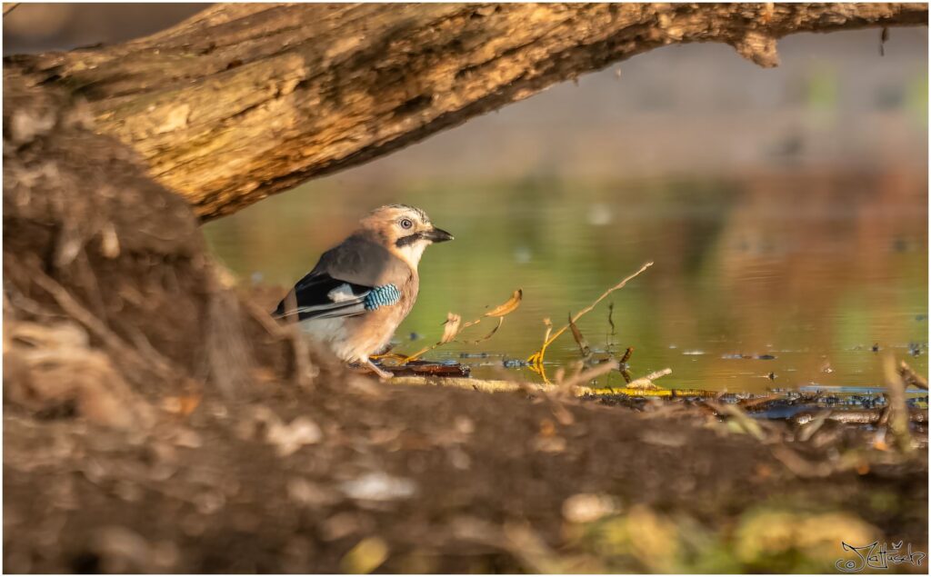 Ein Eichelhäher steht am Teichrand und trinkt am Morgen