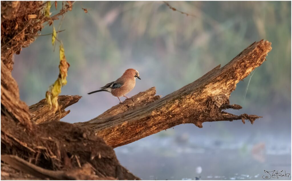Ein Eichelhäher sitzt auf einem abgestorbenen Ast an einem Teich