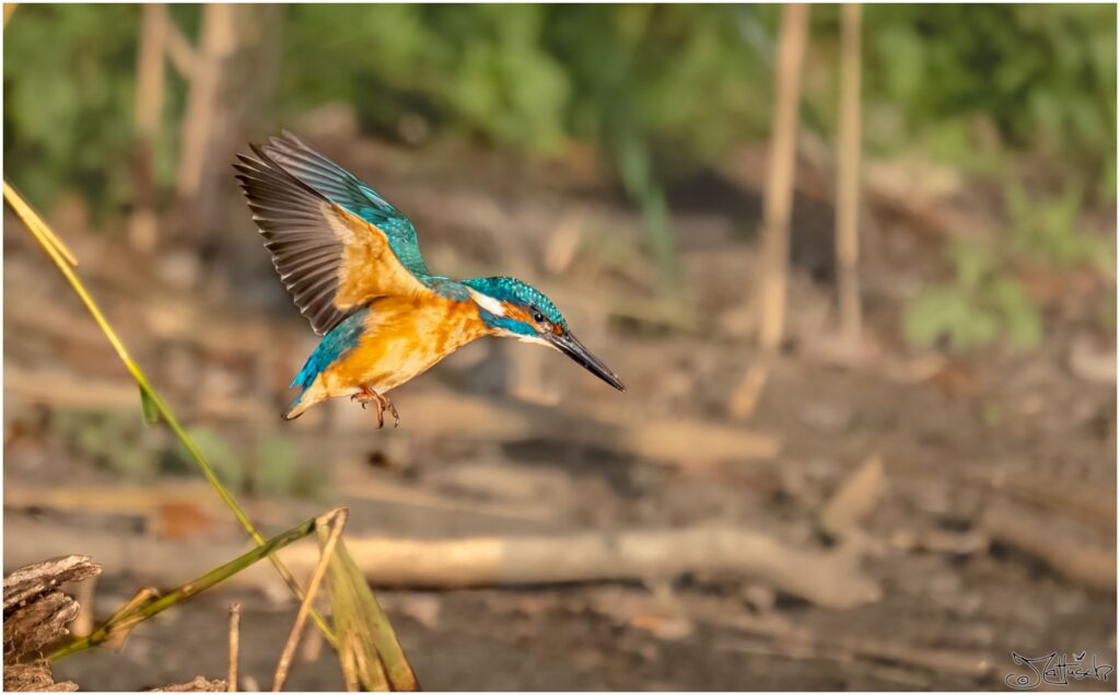 Ein Eisvogel startet von einem Zweig