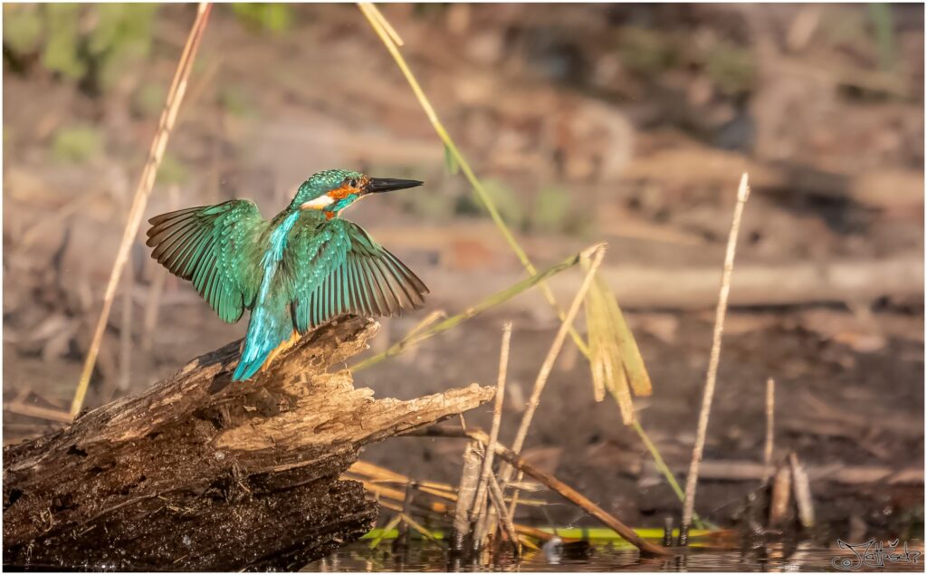Ein Eisvogel sitzt auf einem abgestorbenen Ast und breitet die Flügel aus