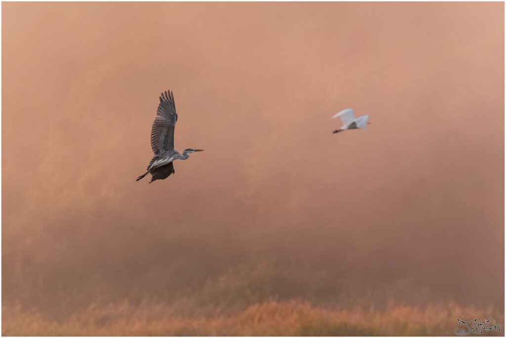 Ein Graureiher und ein Silberreiher fliegen hintereinander durch den rosa Morgenhimmel