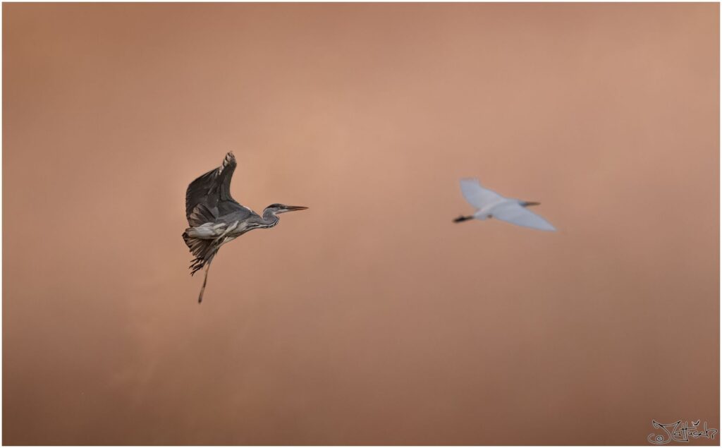 Ein Graureiher und ein Silberreiher fliegen hintereinander durch den rosa Morgenhimmel