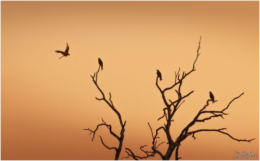 Rote Milane sitzen auf einem abgestorbenen Baum zur goldenen Stunde (Silhouette)