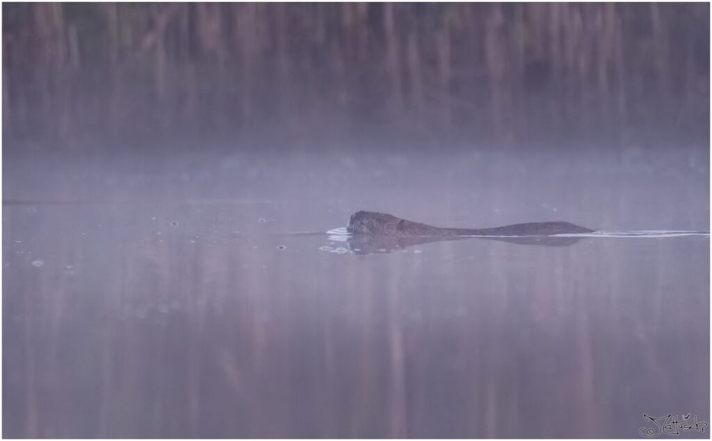 Ein Nutria schwimmt zur morgendlichen blauen Stunde auf einem Teich