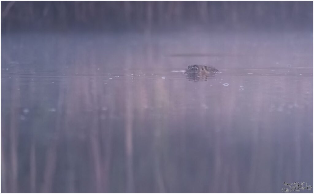 Ein Nutria schwimmt zur morgendlichen blauen Stunde auf einem Teich und schaut Richtung Kamera