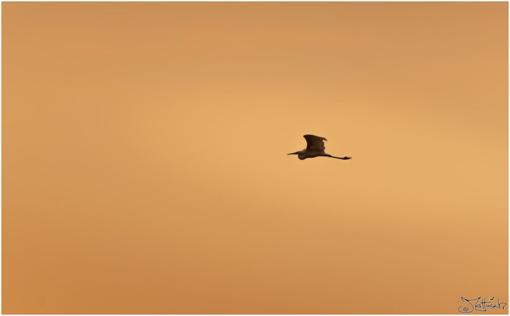 Silberreiher. Großer weißer Vogel fliegt durch den Morgenhimmel zur goldenen Stunde (Silhouette)