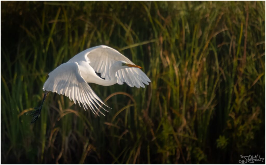 Ein Silberreiher startet von einem Teich am Morgen