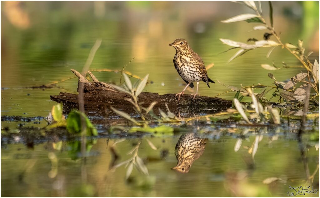 Eine Singdrossel sitzt auf einem Aststück auf einem Teich und spiegelt sich im Wasser
