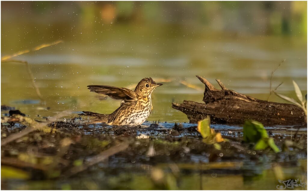 Eine Singdrossel badet in einem Teich am Morgen