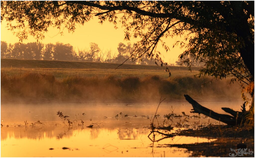 Ein Teich mit einem Baum der in das Bild hineinragt am Morgen (goldene Stunde)